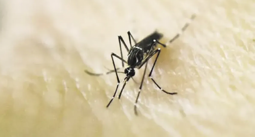 "En Tucum&aacute;n la circulaci&oacute;n del dengue se cort&oacute;, no se mantuvo end&eacute;mica"