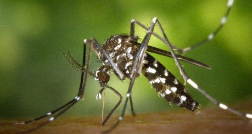 Serotipo 4 de dengue en Argentina: "La presencia del mismo nos preocupa"