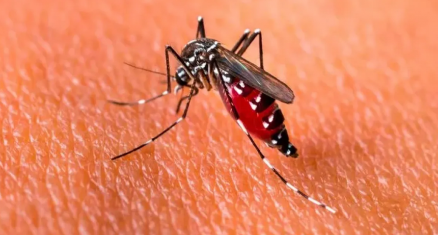 Dengue serotipo 4: "El caso de C&oacute;rdoba no es el &uacute;nico en el pa&iacute;s"