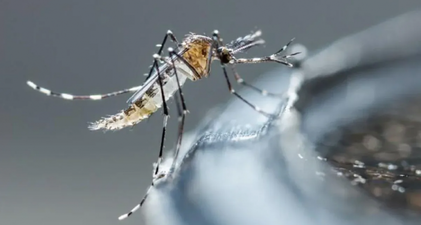 Dengue: los puntos claves para evitar la propagaci&oacute;n